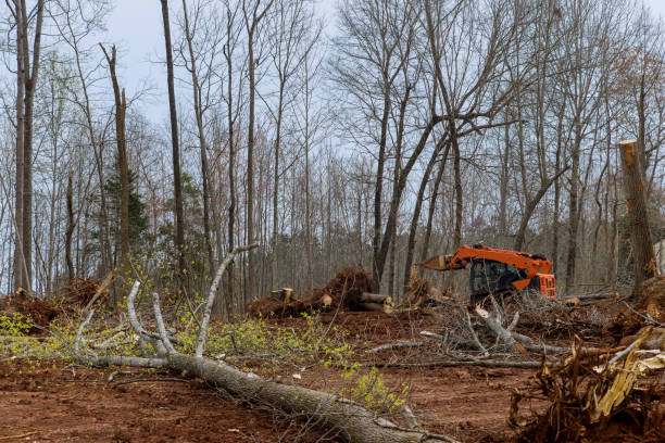 Reliable Leisuretowne, NJ Tree Care Solutions