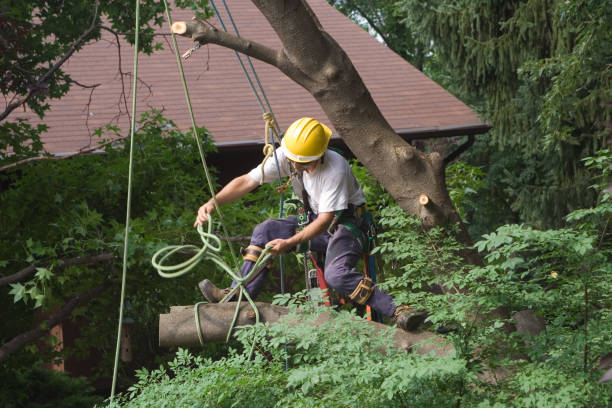 Best Lawn Pest Prevention  in Leisuretowne, NJ
