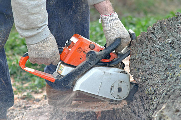 Professional Tree Care in Leisuretowne, NJ